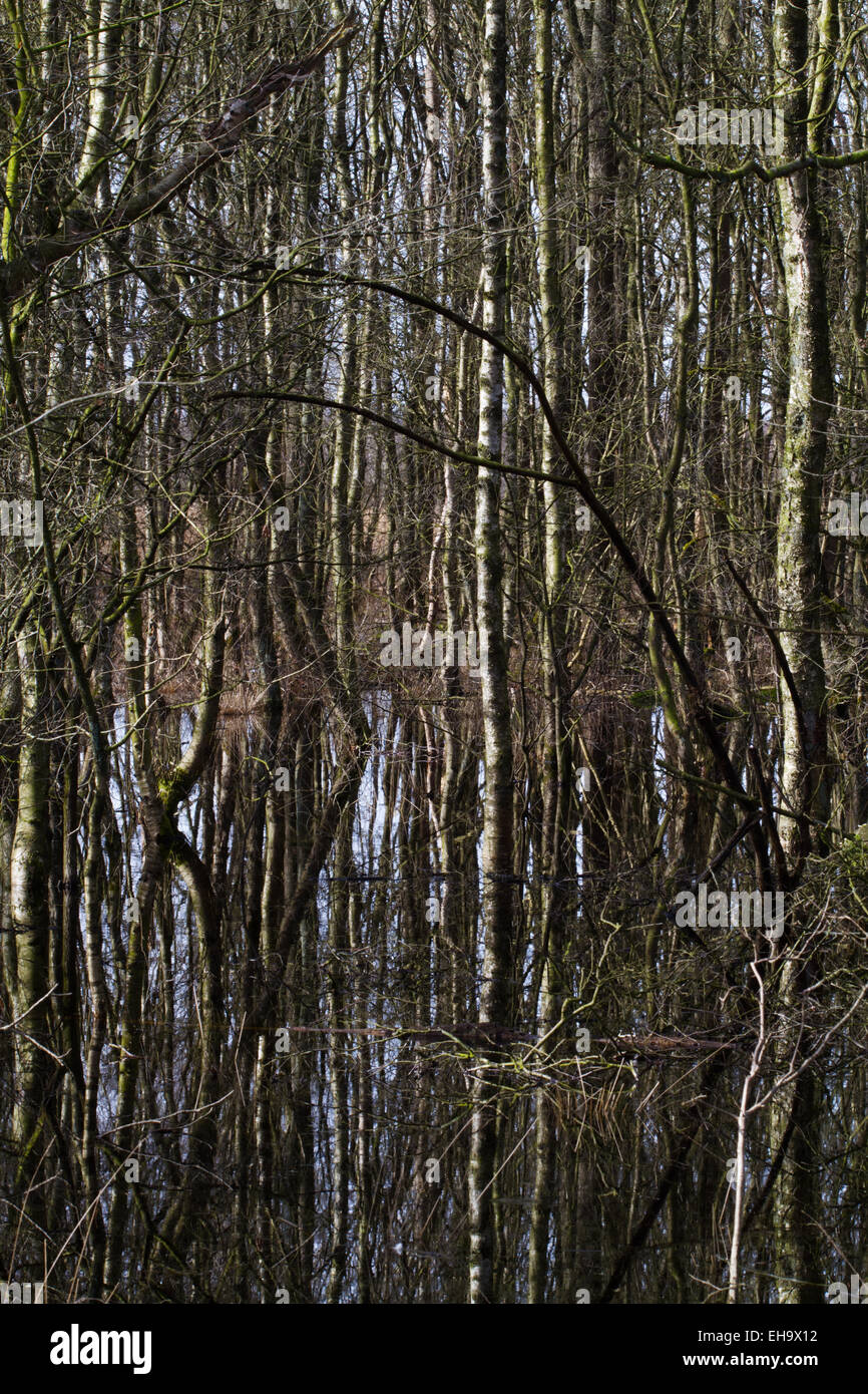 Flooded Birch forest, trees reflected in dark water Stock Photo