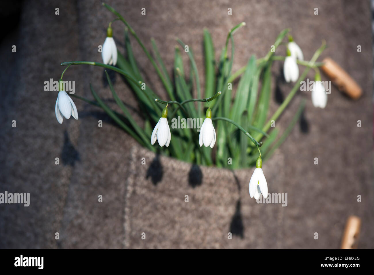 Snowdrop (Galanthus nivalis) in a pocket of a woolen jacket Stock Photo