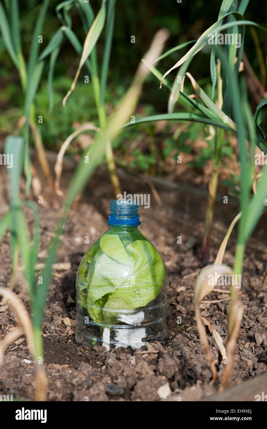 Salad plant in a PET bottle to protect againts frost and snails and slugs  Stock Photo - Alamy