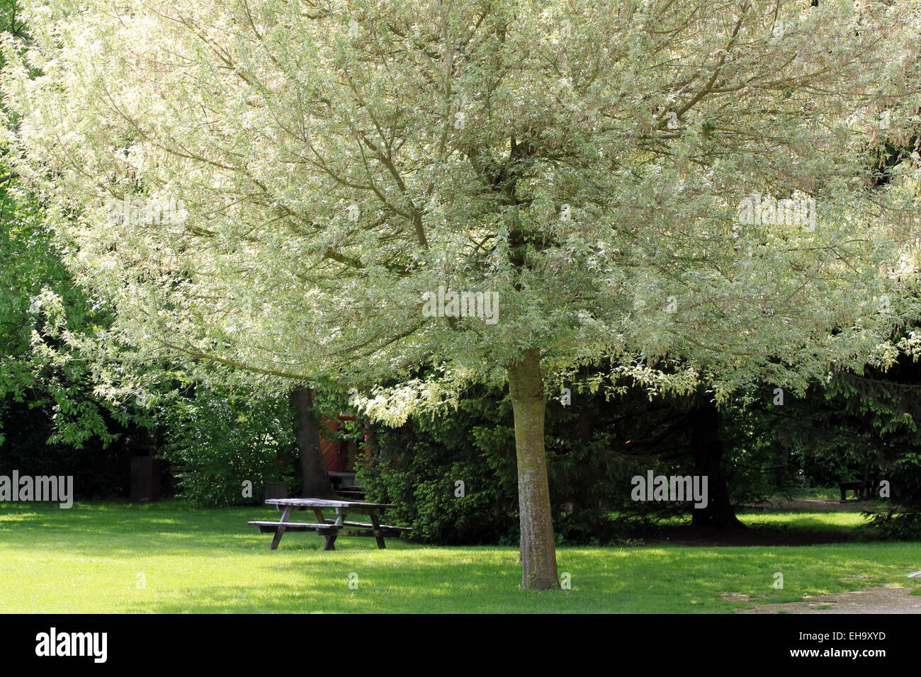 Beautiful tree in the park in spring Stock Photo - Alamy