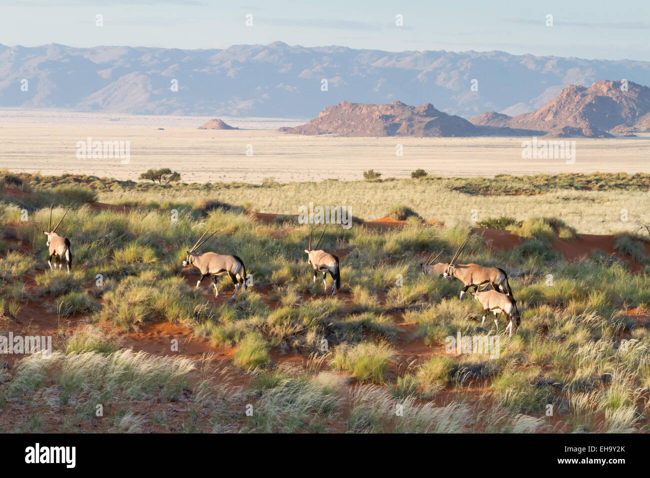 Some oryx are eating hidden in high grass of a beautiful landscape, Namibia Stock Photo