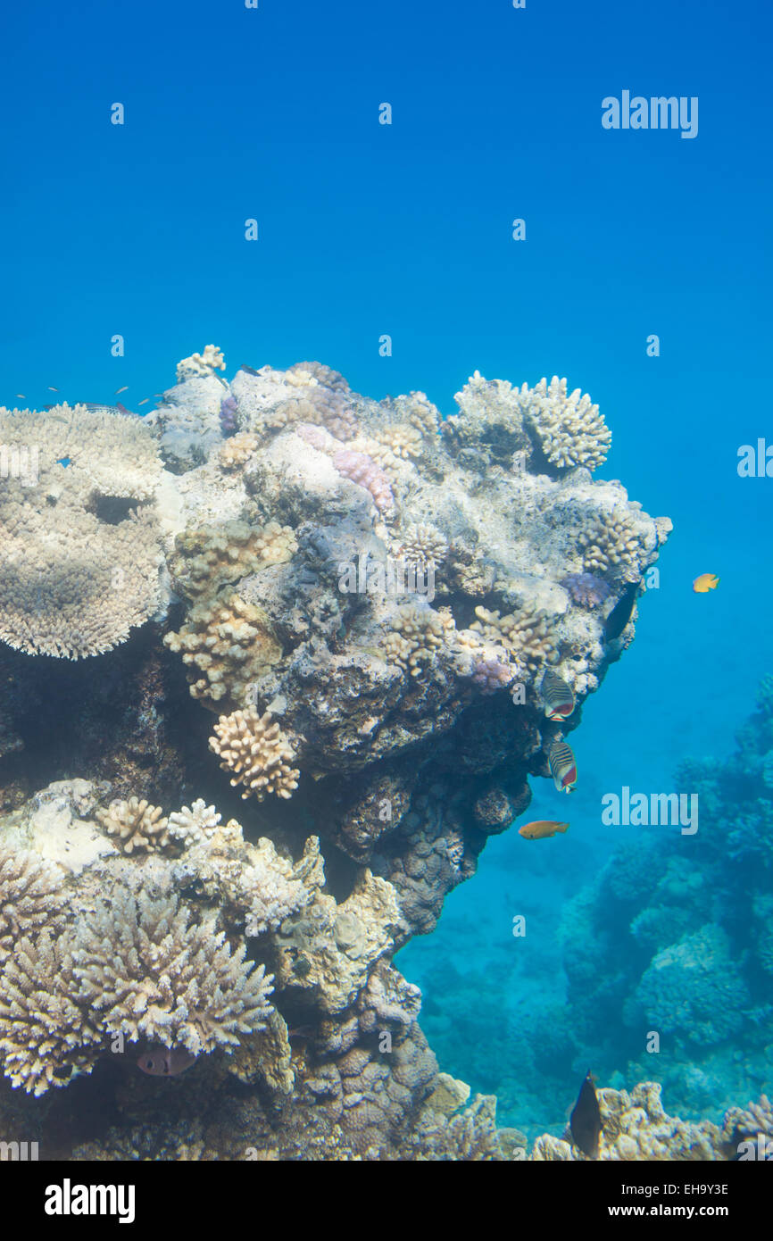 Coral scene with tropical fish at Red Sea, Egypt Stock Photo