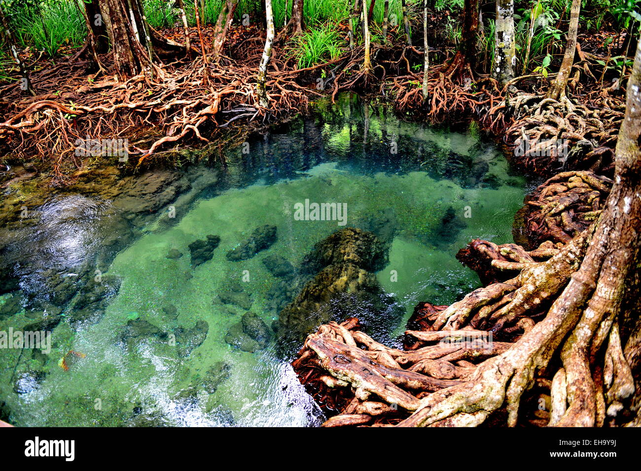Mangrove root in emerald pond Krabi Thailand Stock Photo - Alamy