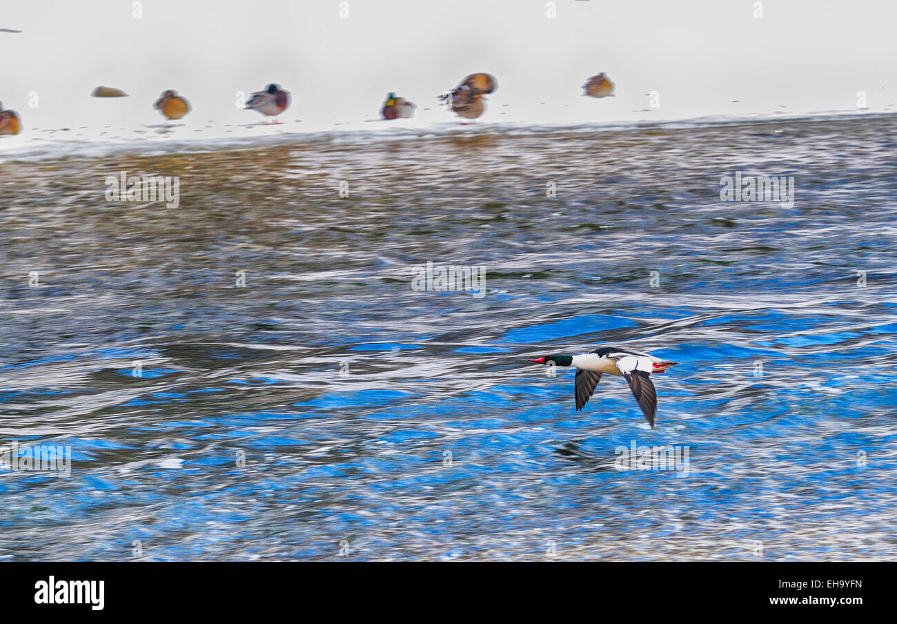 Common Merganser Duck in flight. (Mergus merganser) Stock Photo