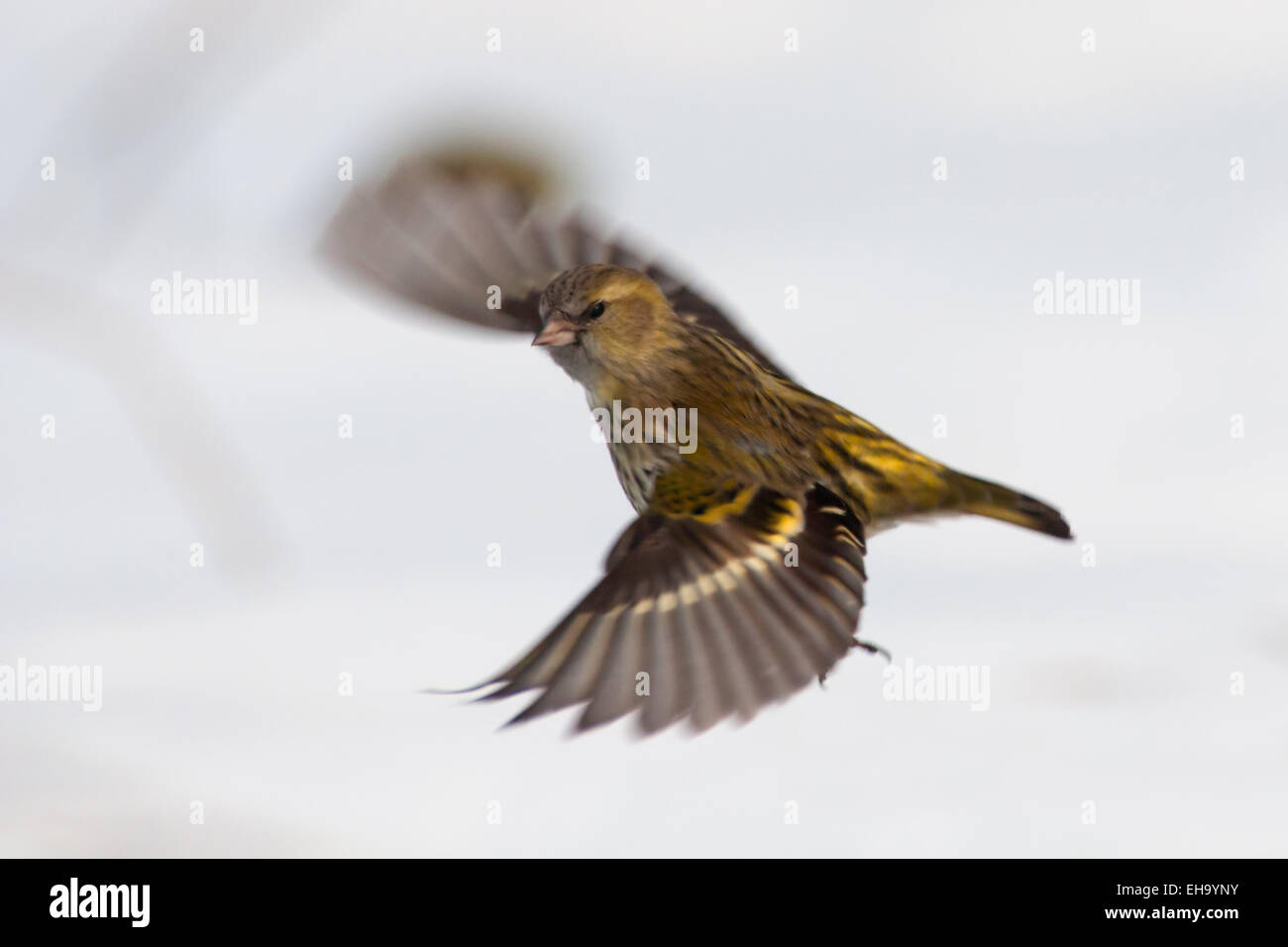 Siskin flight above snow background Stock Photo