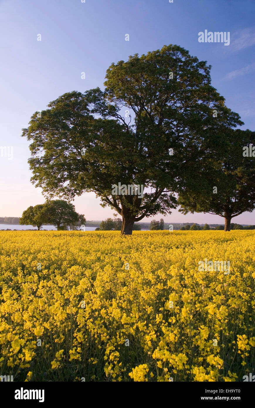 Looking across a field of yellow rape flowers on a sunny summer evening ...
