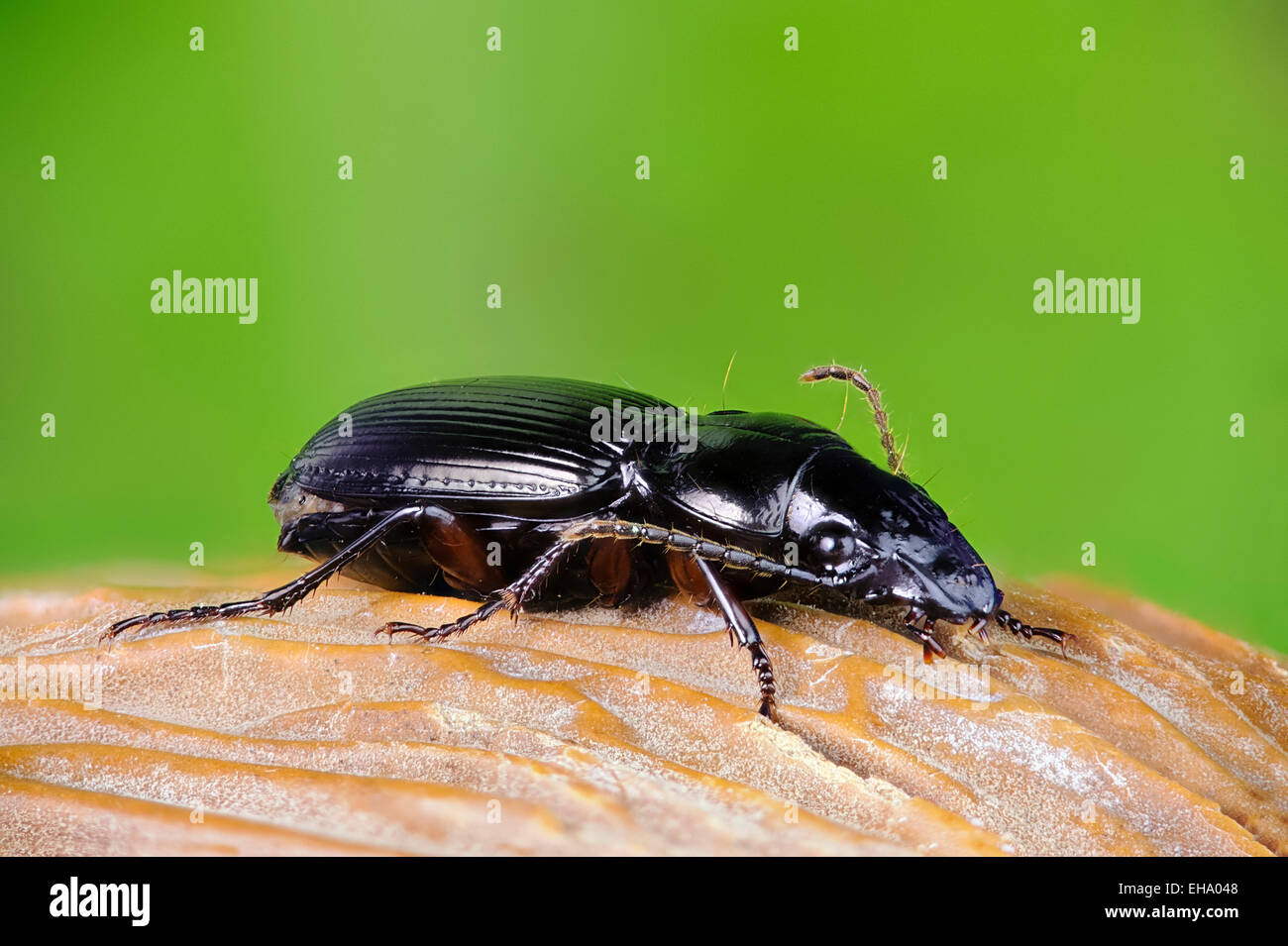 black clock beetle Pterostichus madidus UK Stock Photo Alamy