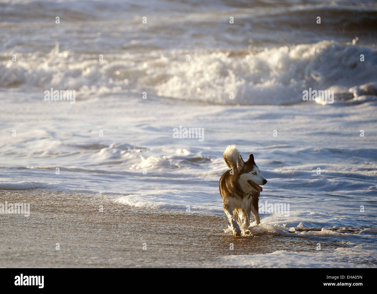 California, USA. 26th Aug, 2014. Early in the morning on Sunday August 24, 2014, a dog explores the shoreline at San Clemente State Beach, playing in the waves. © David Bro/ZUMA Wire/Alamy Live News Stock Photo