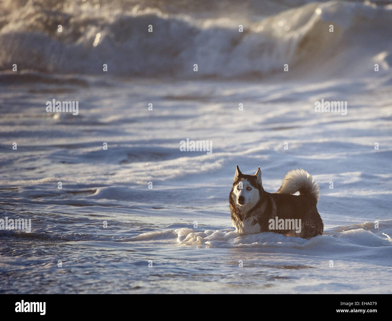 Aug. 26, 2014 - California, USA - Early in the morning on Sunday August 24, 2014, a dog explores the shoreline at San Clemente State Beach, playing in the waves. (Credit Image: © David Bro/ZUMA Wire) Stock Photo