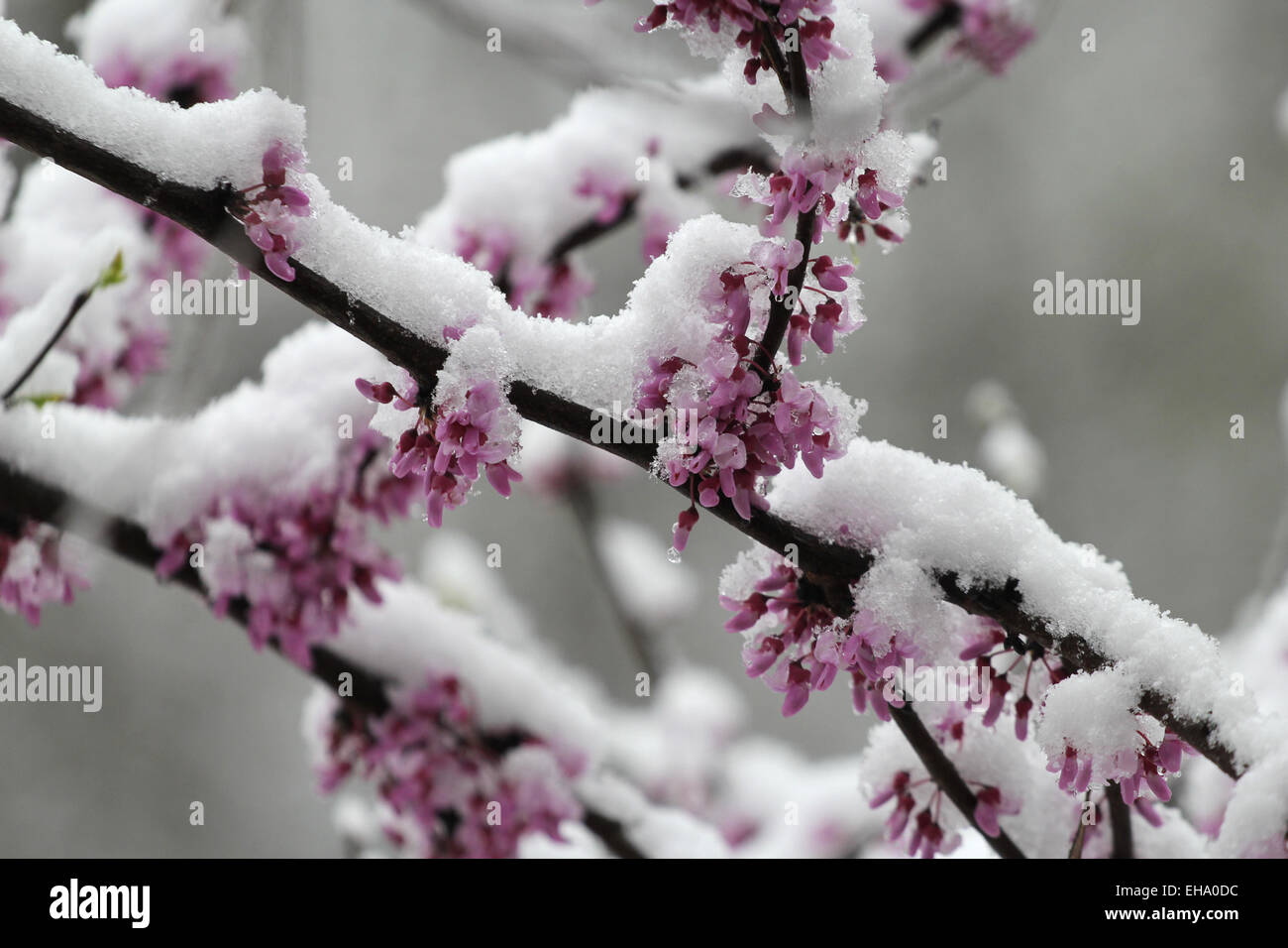 Redbud winter hires stock photography and images Alamy