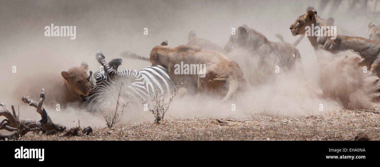 Lions attacking Burchell's zebra Stock Photo