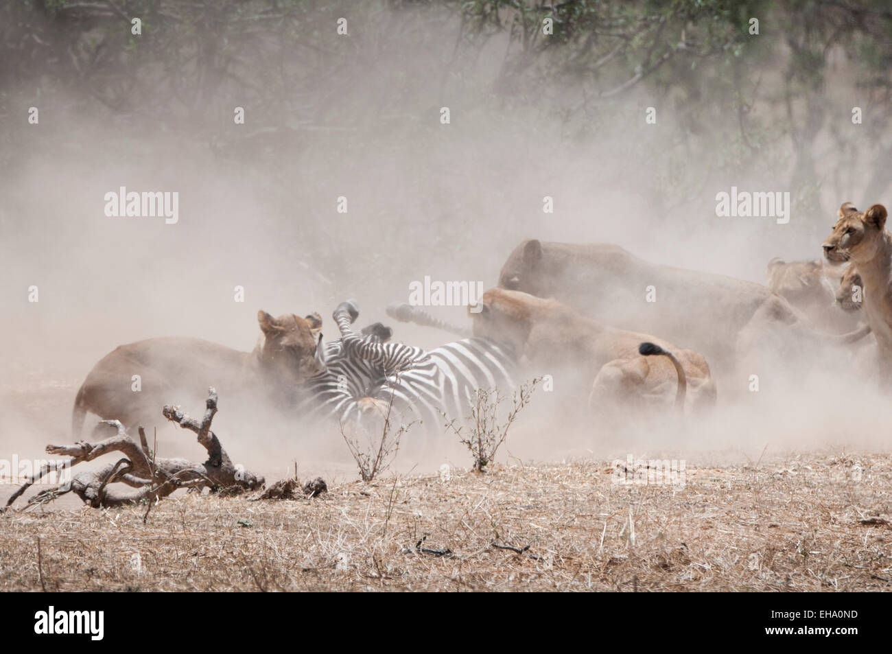 Lions attacking zebra Stock Photo