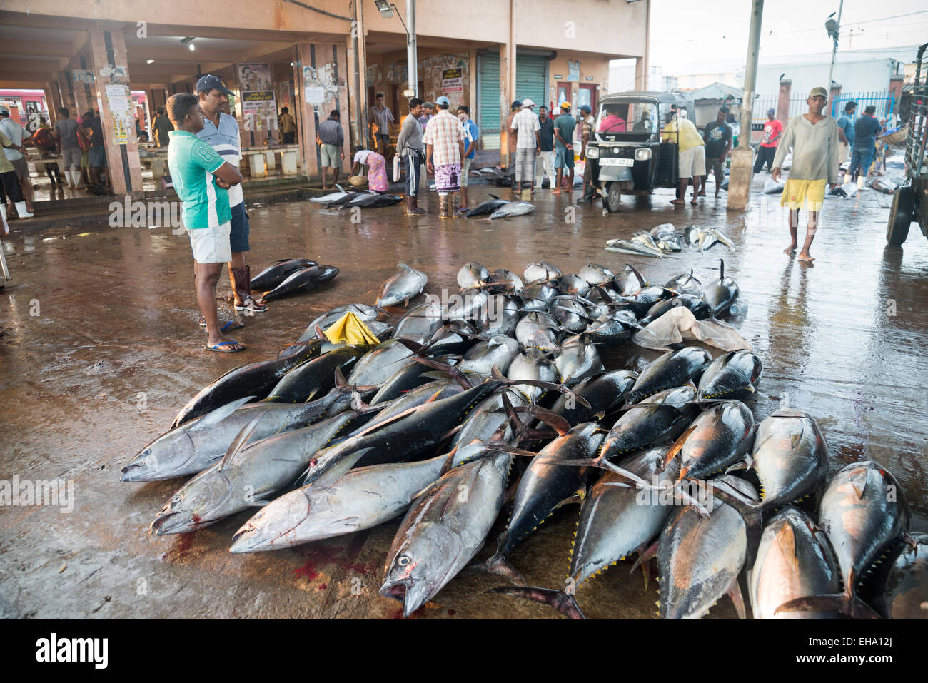 Fresh fish market in Negombo, Sri Lanka Stock Photo Alamy