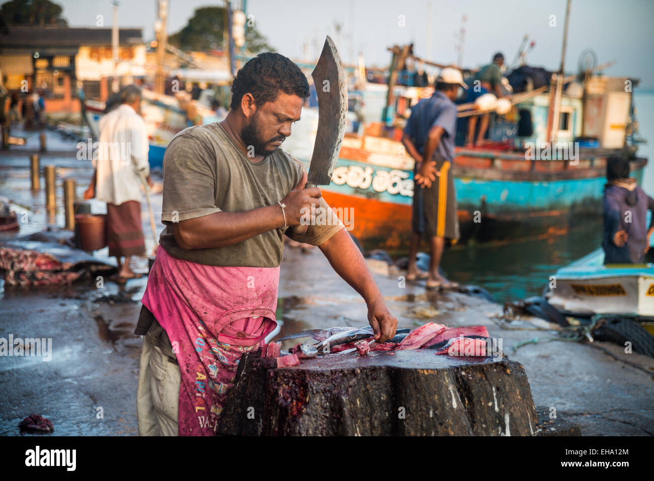 Fresh fish market in Negombo, Sri Lanka Stock Photo Alamy