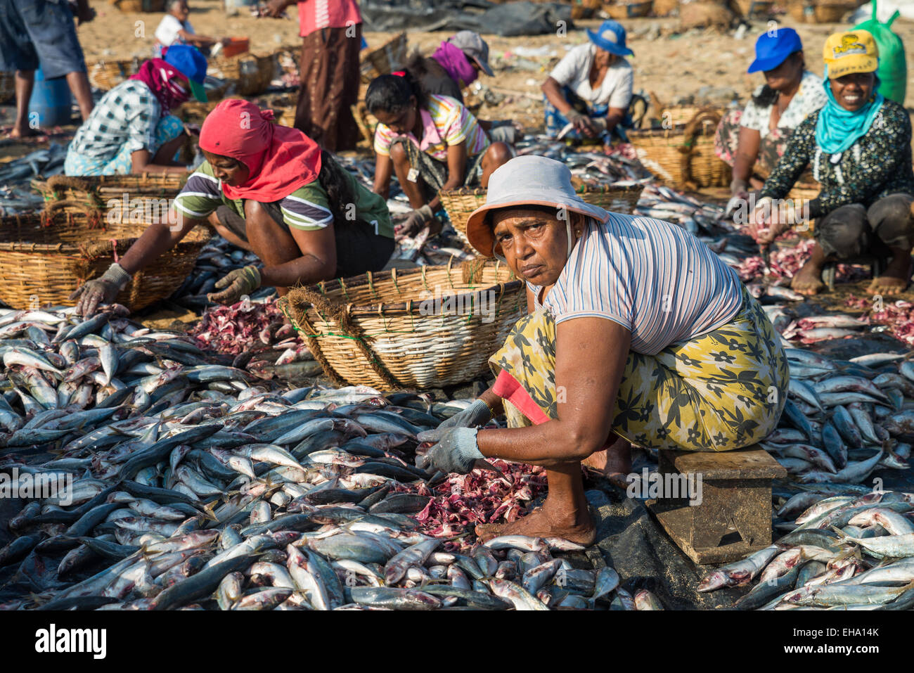 fish processing on the beach at the fish market in Negombo, Sri Lanka