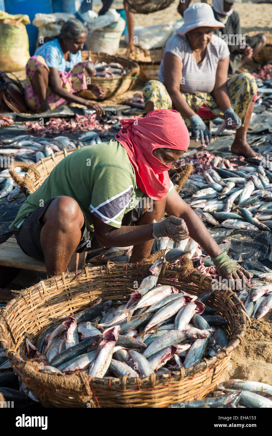 fish processing on the beach at the fish market in Negombo, Sri Lanka