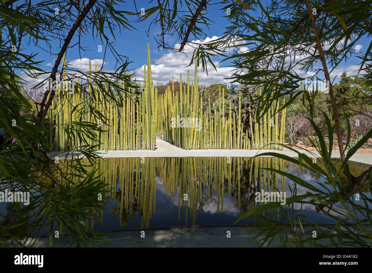 Oaxaca, Mexico - Mexican Fence Post Cactus at the Ethnobotanical Garden of Oaxaca. Stock Photo