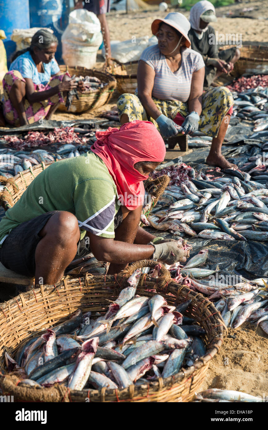 fish processing on the beach at the fish market in Negombo, Sri Lanka