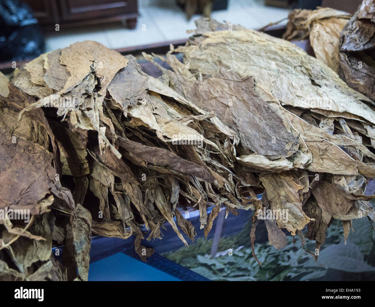 Pile of dried tobacco leaves used for rolling cigars in factory