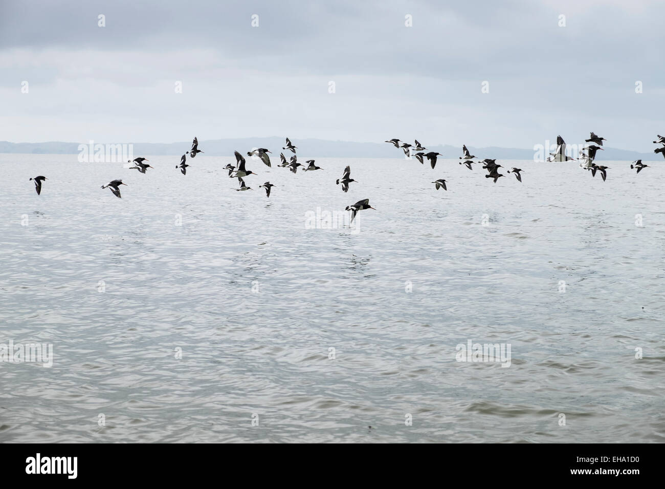Oystercatchers in flight on the Coromandel coast, New zealand. Stock Photo