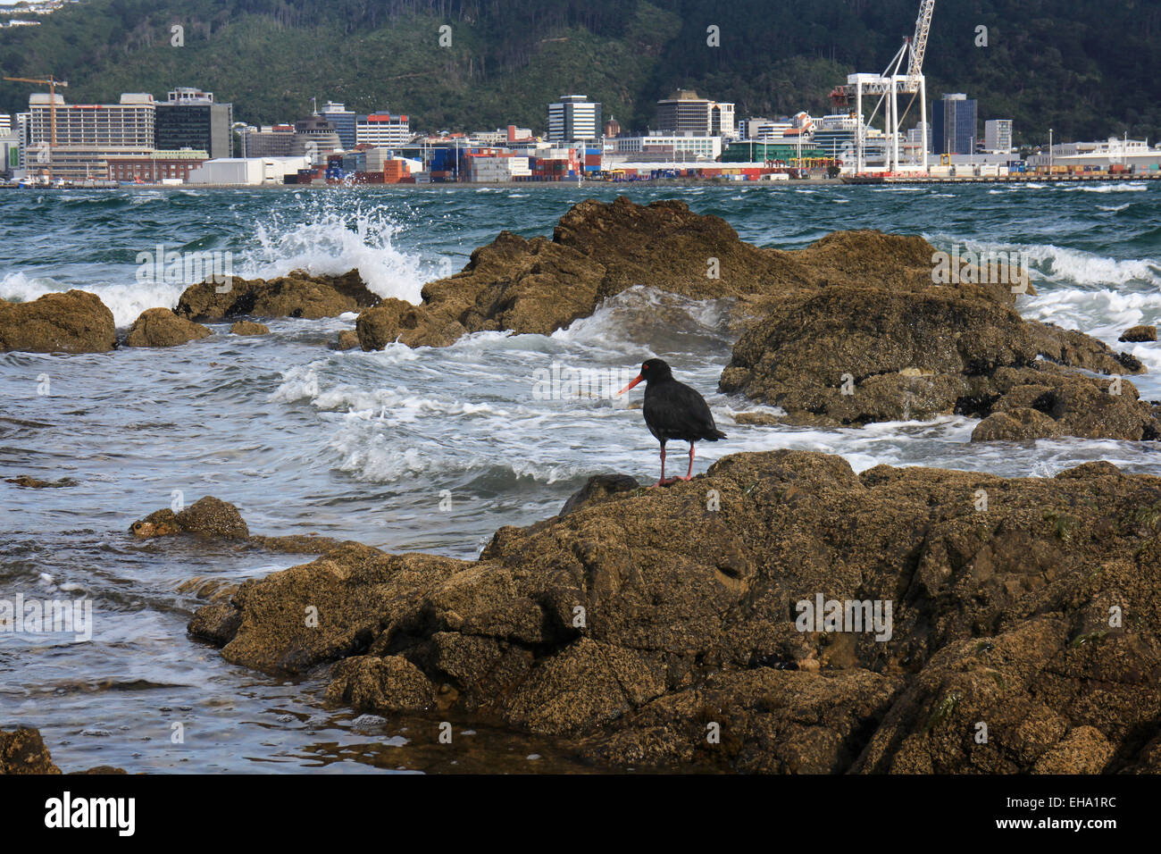 Black oystercatcher new zealand hires stock photography and images Alamy