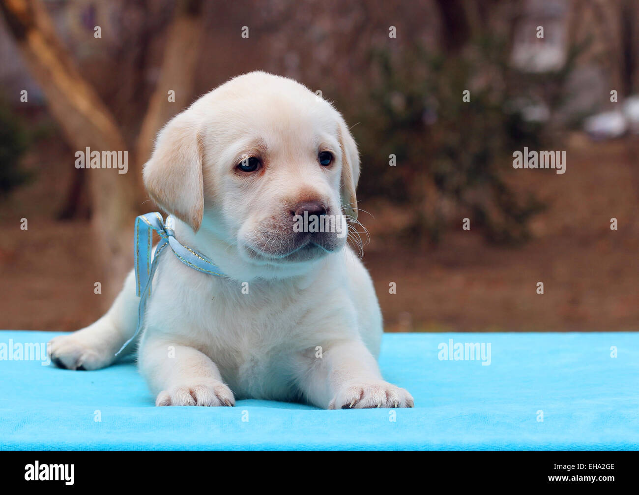 yellow labrador puppy laying on blue background Stock Photo - Alamy