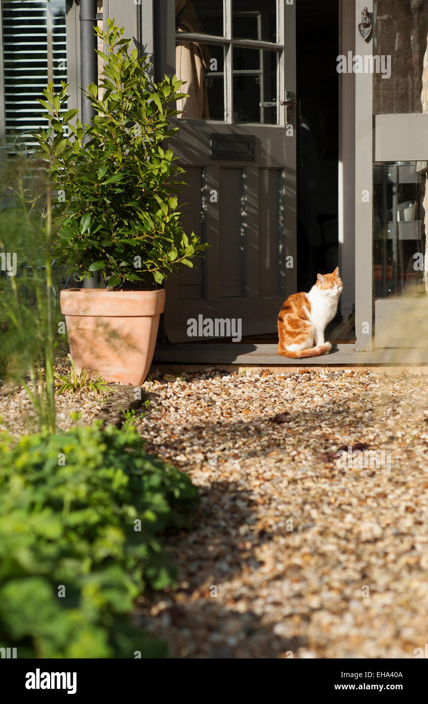 Ginger cat sitting on the doorstep of a Cotswold cottage, Gloucestershire, England, UK. Stock Photo