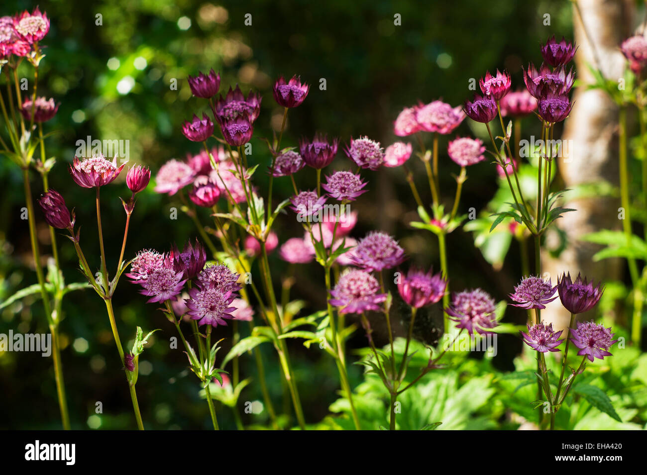 Astrantia maxima growing in a Cotswold garden, Gloucestershire, UK. Stock Photo