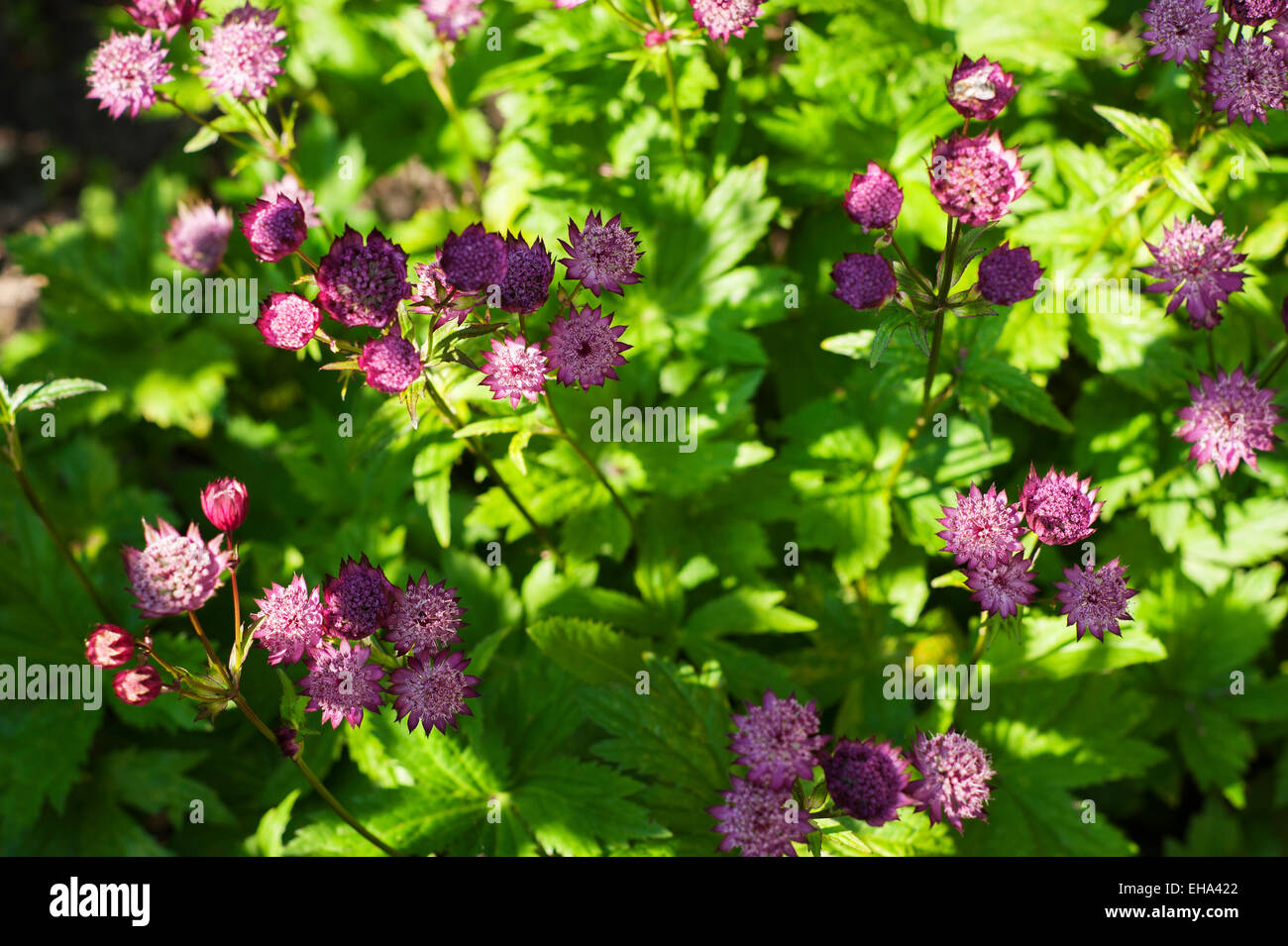 Astrantia maxima growing in a Cotswold garden, Gloucestershire, UK. Stock Photo