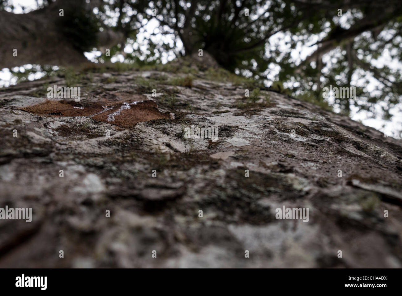 Giant kauri trees in the Coromandel, New Zealand Stock Photo Alamy