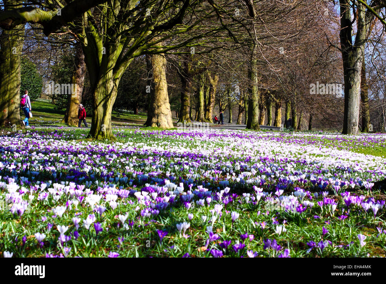 Leeds, West Yorkshire, UK. 10th March, 2015. Weather: A glorious sunny day at Roundhay Park, Leeds brought out the beautiful intense colours of the crocus flowers. Taken on the 10th March 2015 in Leeds, West Yorkshire. Credit:  Andrew Gardner/Alamy Live News Stock Photo