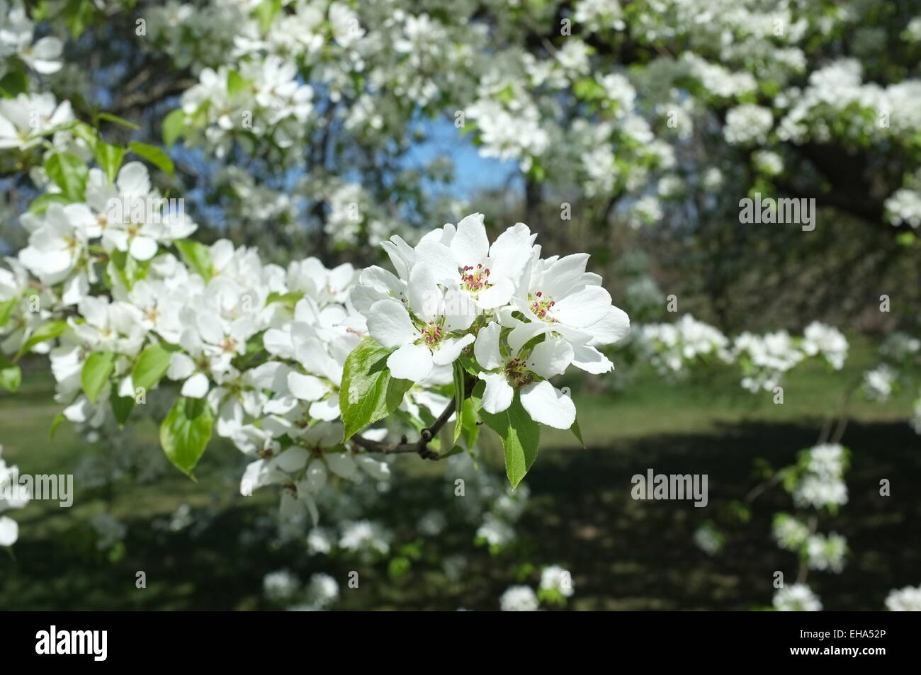 Apple Blossoms during Spring at the Botanical Garden in Montreal, Quebec Stock Photo