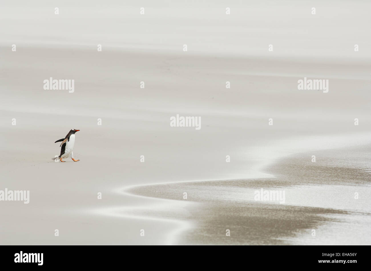 Auf ihren Weg von der Brutkolonie  zum Meer überqueren die Eselspinguine  (Pygoscelis papua) den breiten Sandstrand. An besonders windigen Tagen fegt ein regelrechter Sandsturm darüber hinweg. | Commuting between the ocean and the rookery the Gentoo Penguins (Pygoscelis papua) cross the sandy beach. On stormy days  the sand is whirled up. Stock Photo