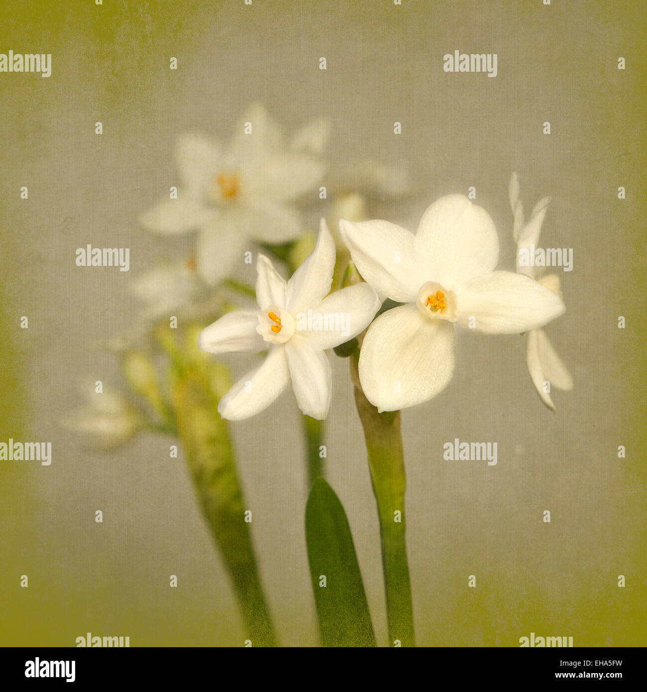 Close-up of flowers of paperwhite narcissi. Stock Photo