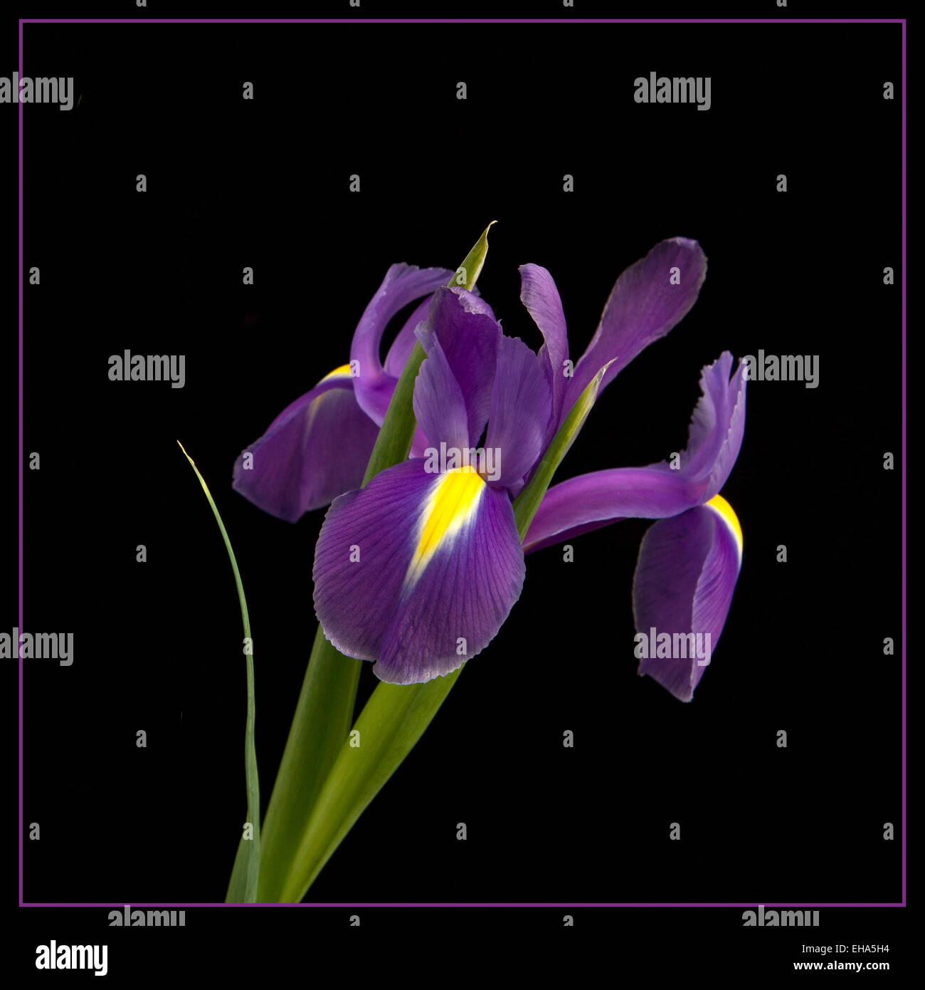 Purple Iris hollandica set against a black background. Stock Photo