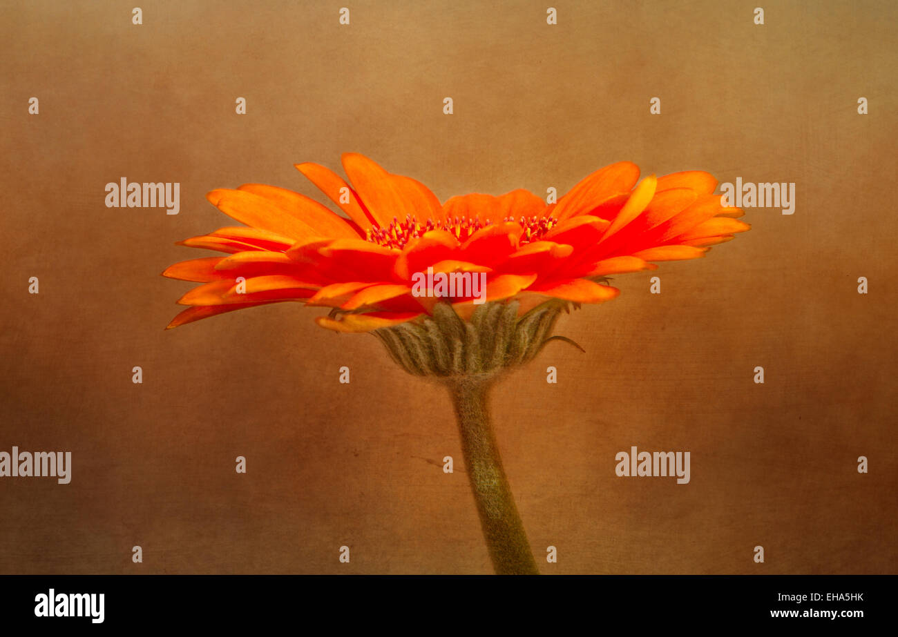 A single flower of orange gerbera showing the beauty and detail of this member of the sunflower family. Stock Photo