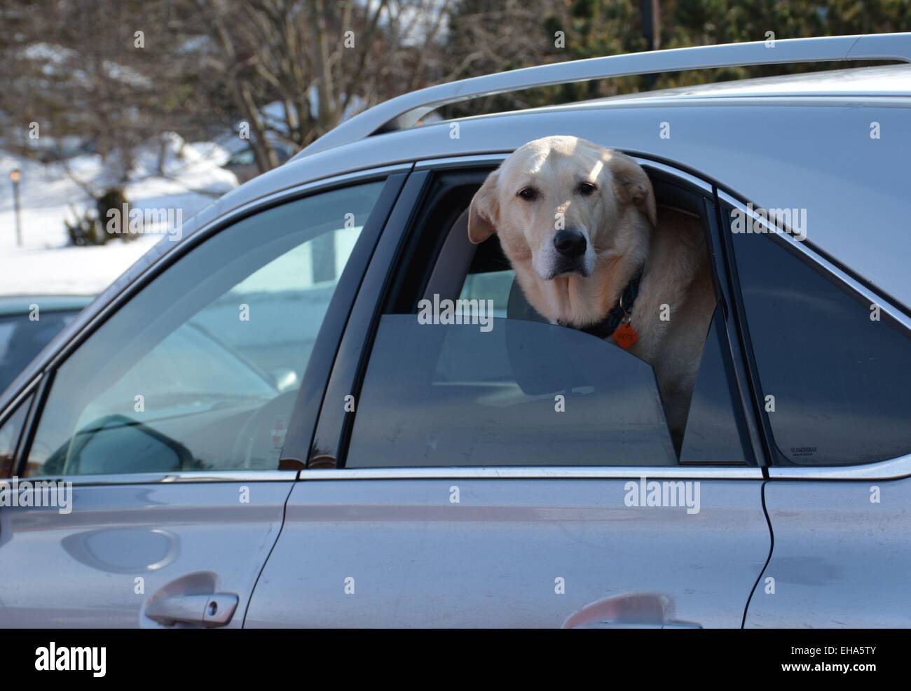 What Happens When A Dogs Head Is Hot