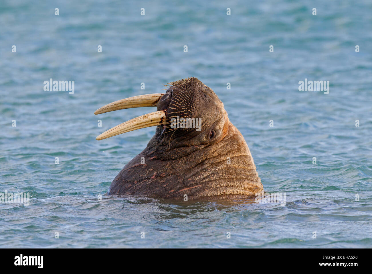 Walrus (Odobenus rosmarus) close up of bull with large tusks swimming in the Arctic ocean Stock Photo