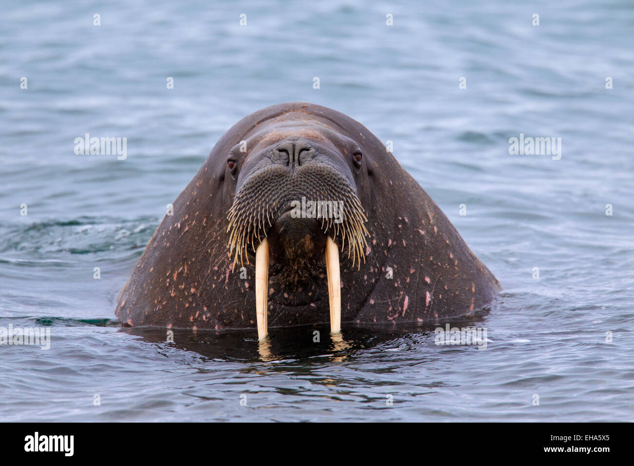Walrus (Odobenus rosmarus) close up of bull with large tusks swimming in the Arctic ocean Stock Photo
