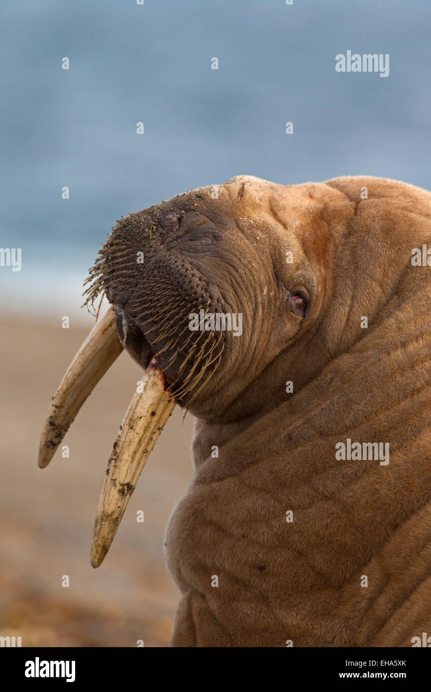 Walrus (Odobenus rosmarus) close up portrait of bull with large tusks Stock Photo
