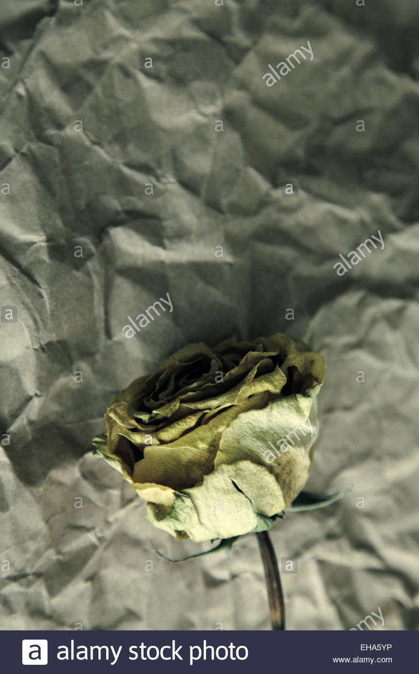 Wilt Flower High Resolution Stock Photography and Images - Alamy