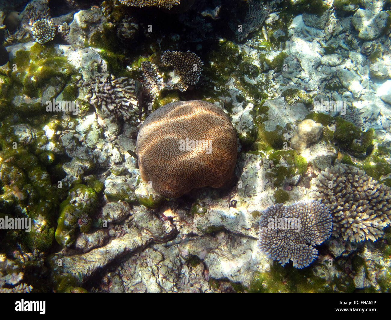 Diploria labyrinthiformis, a brain coral, on a coral reef in the