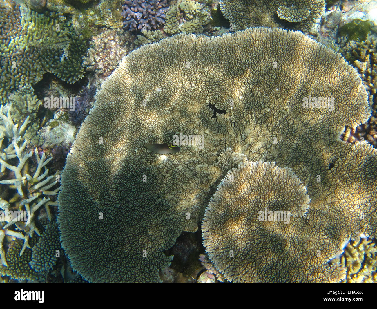 Leaf coral (Agaricia) and Porites coral on a reef in the Maldives Stock Photo