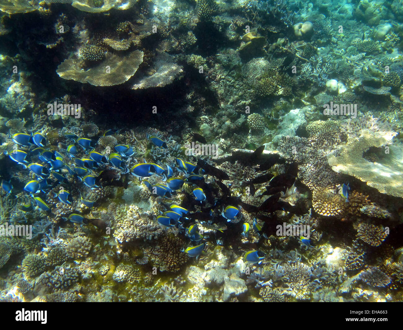 A shoal of Powder-blue, and Eye-stripe (black) Surgeonfish on a coral reef in the Maldives Stock Photo