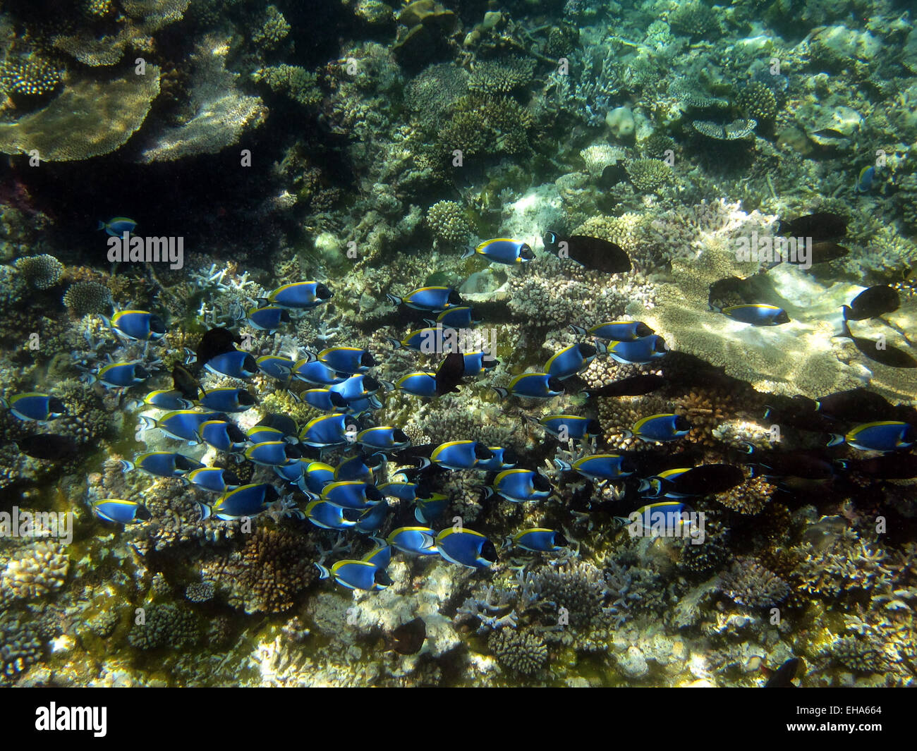 A shoal of Powder-blue, and Eye-stripe (black) Surgeonfish on a coral reef in the Maldives Stock Photo