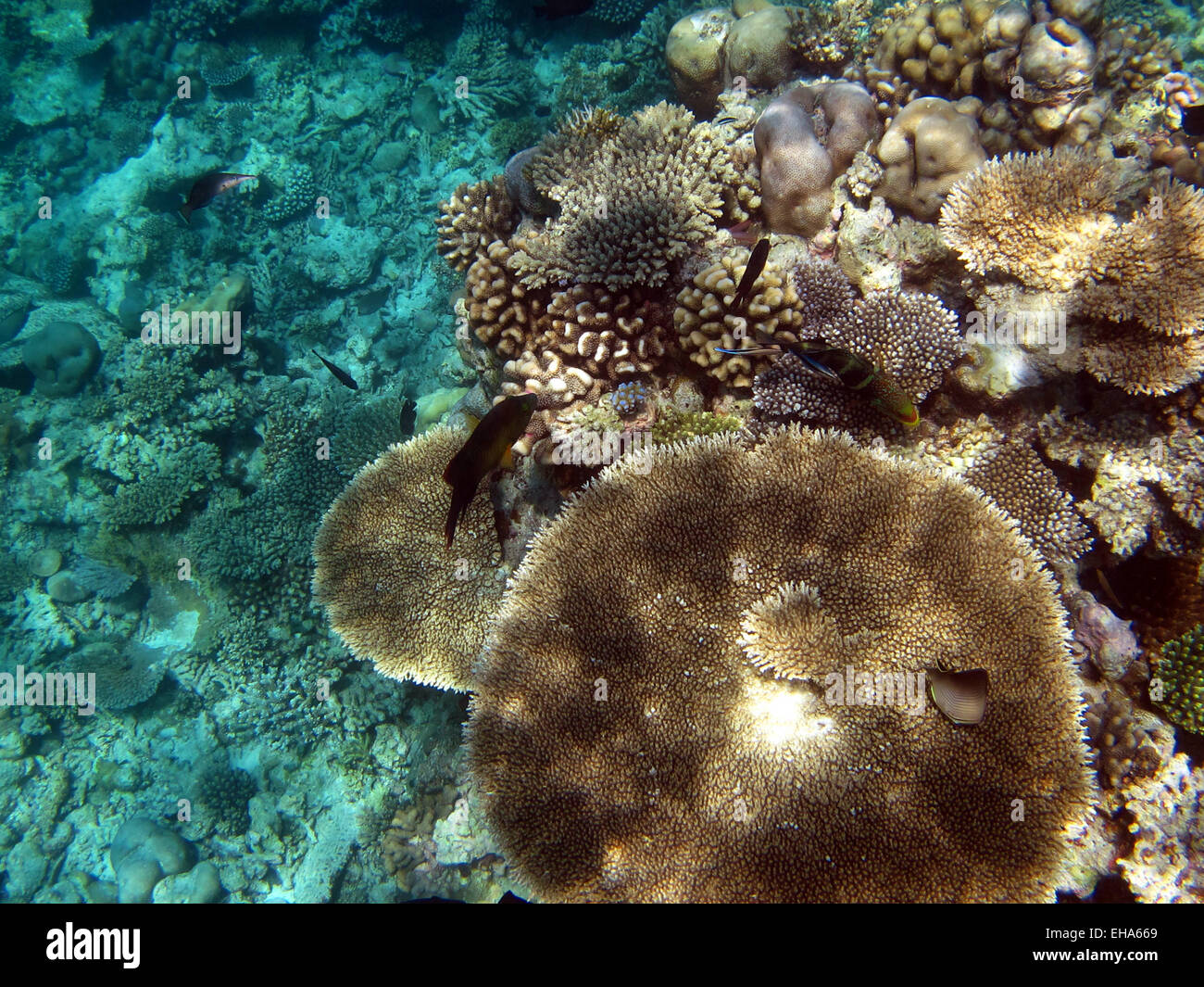 Eye-stripe (black) Surgeonfish on a coral reef in the Maldives Stock Photo