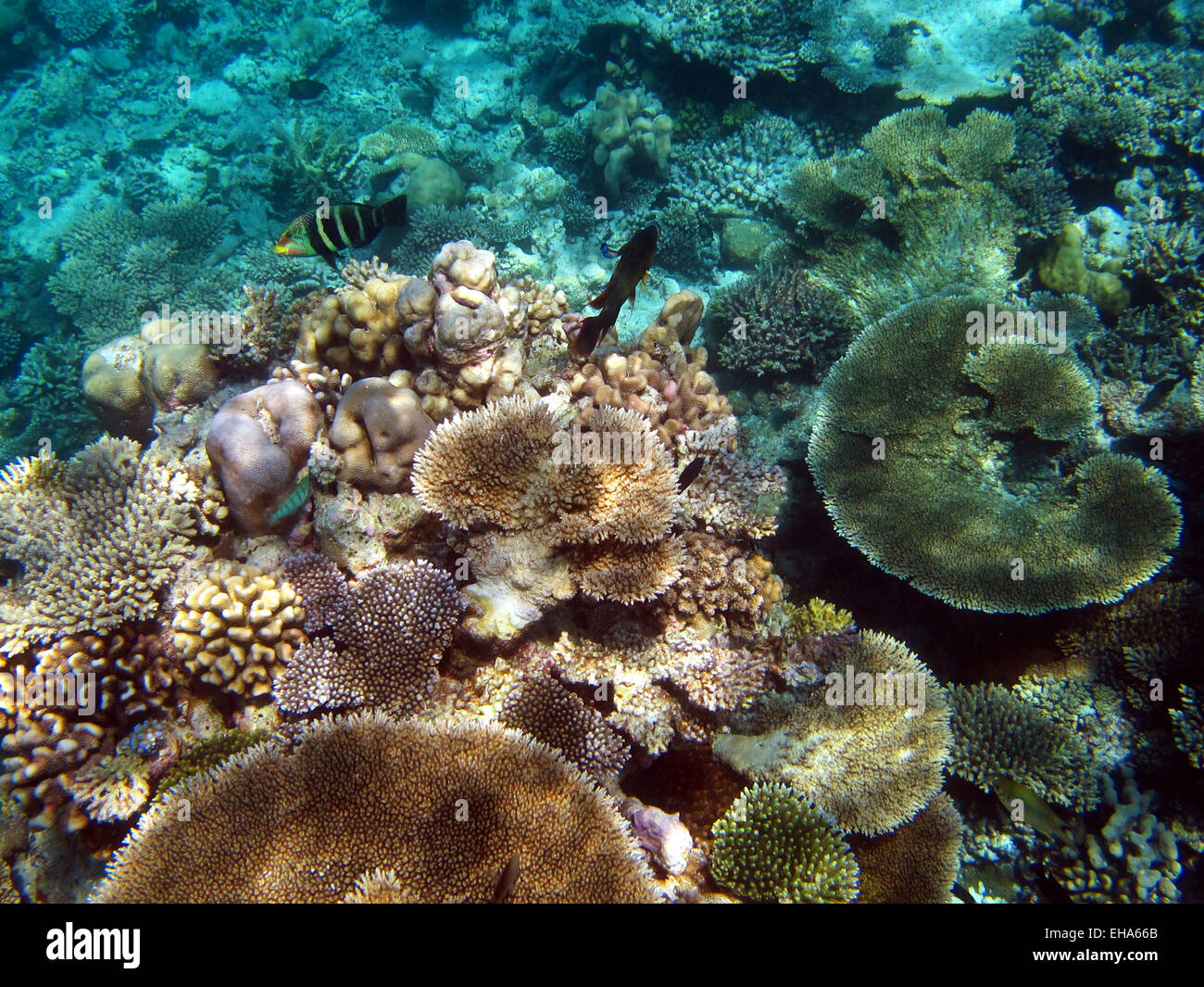 Barred Thicklip Wrasse and Eye-stripe (black) Surgeonfish  on a coral reef in the Maldives Stock Photo