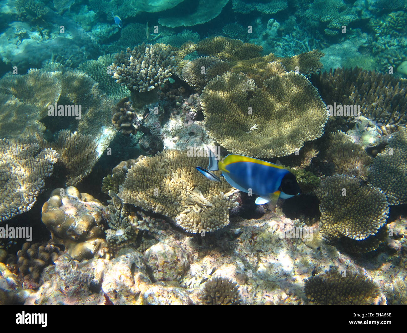 Powder-blue Surgeonfish and Blue-striped Sabretooth Blenny on a coral reef in the Maldives Stock Photo