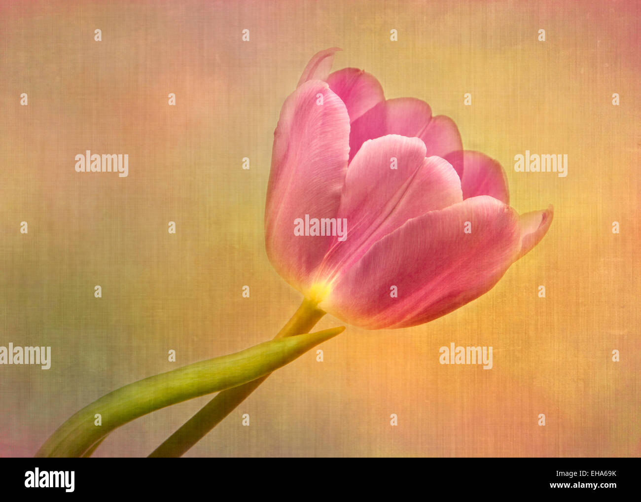 A solitary pink tulip against a soft, pastel background. Stock Photo