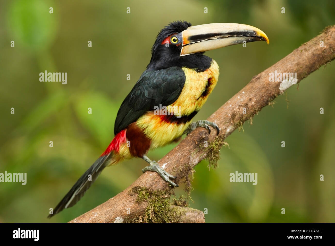 Pale-mandibled Aracari (Pteroglossus erythropygius) adult perched on branch in rain forest, Ecuador, Andes, South America Stock Photo